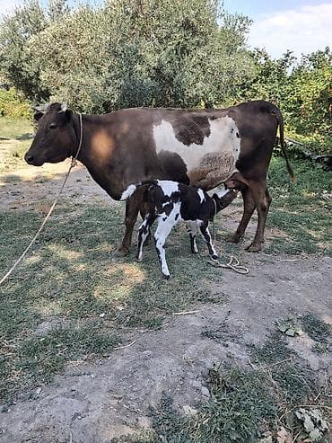 toyuq ucuz qiymete: Dişi, Simental, il: 8, Südlük, Ünvandan götürmə — 1
