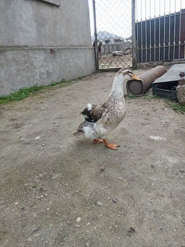 ruan ördəyi: Ördek satılır. - Növ: ev ördəyi (yerli cins) - Rəng: ağ-qəhvəyi — 1