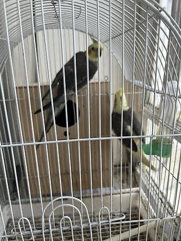 Tutuquşları: Növ: Nimfa papuqayı (Cockatiel) cütü Rəng: Boz gövdə, sarı çələng və — 3