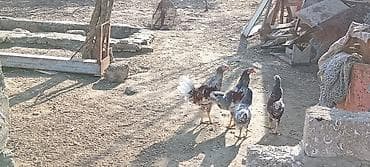 Птицы: Курица, Для разведения — 3