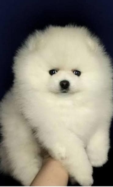 Şpitz, 2 ay, Sənədli