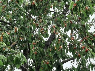 продажа недвижимости без посредников: Баку, 1 м², 5 комнат — 10