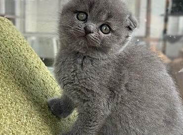 pişim: Şotland yastı qulaq — 5