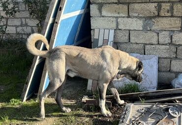 K/t heyvanları və malları: Kanqal, 2 il, Erkek, Ünvandan götürmə — 1
