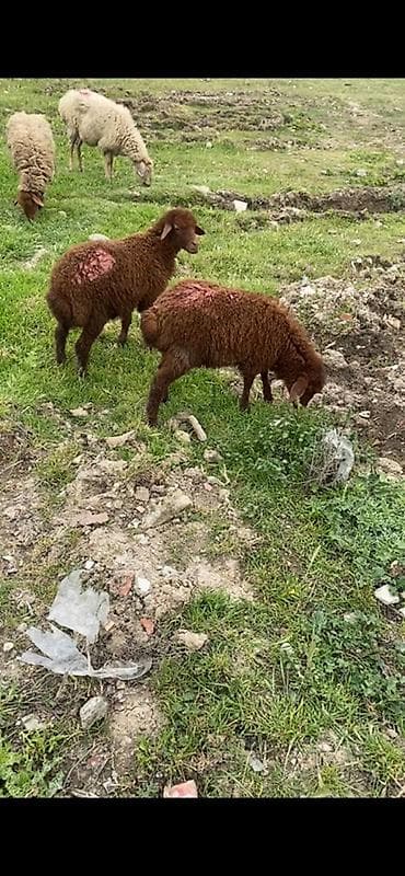 tap az xaski: Ekiz erkey quzular — 2