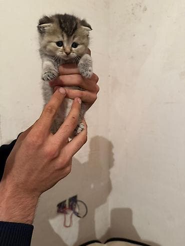 Şotland yastı qulaq — 7