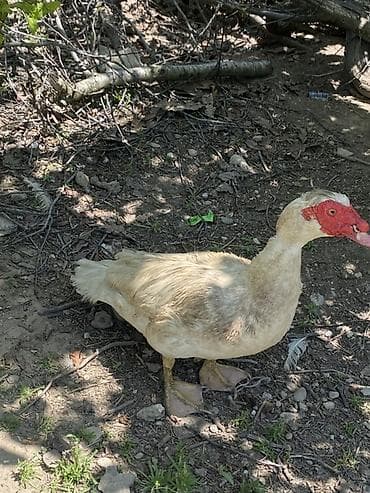 kend cucesi: Dişi-20 təxmini 5,6 ədəd Erkəy40-45 2ədəd Muscovy ördəkləri — 2