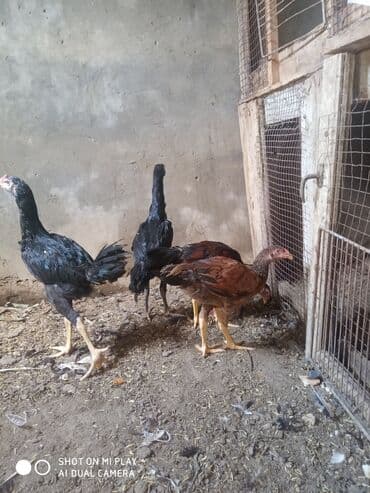 купить собаку в: Toyuq, Damazlıq, Ödənişli çatdırılma — 4