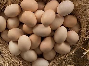 yumurta sekilleri: Ev yumurtası 0.40 qəpik toyuqların da şəkili var isdiyen olsa vatsap — 1