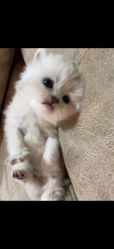 продам котенка британца: Британская — 2