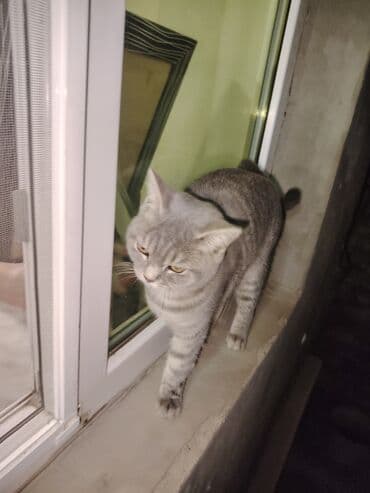 böyüməyən pişik: British Shorthair satilir — 4