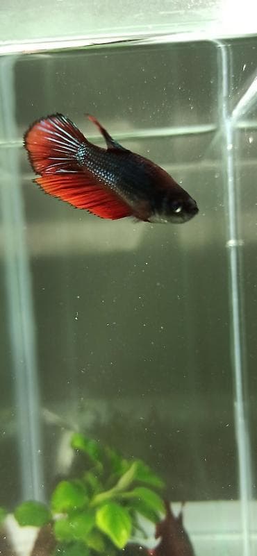 bala kirpi: Betta (Petuşok balığı), Yırtıcı — 5