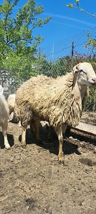 Qoyun – erkək, ətlik-yunlu tip - İri cüssəli, sağlam bədən quruluşu -