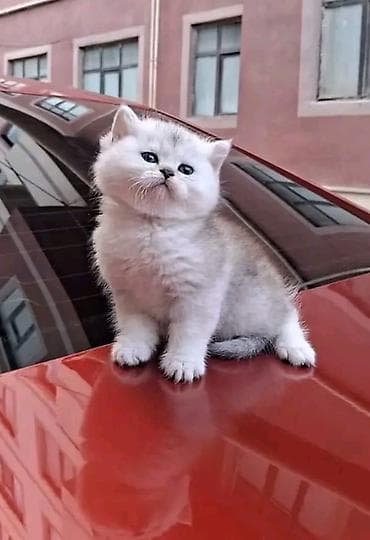 pisik ucuz: Britan — 10