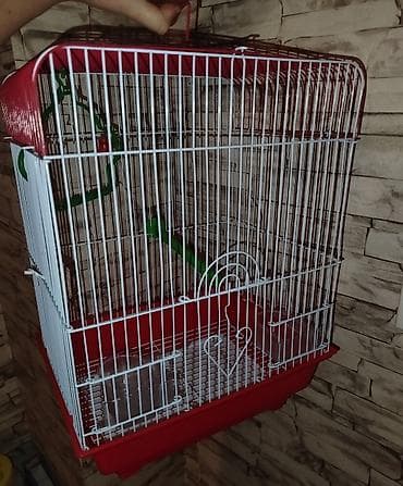 haski balaları: Məhsul: Quş qəfəsi Orta boy quş qəfəsi, dayanıqlıdır,kiçik və orta — 2