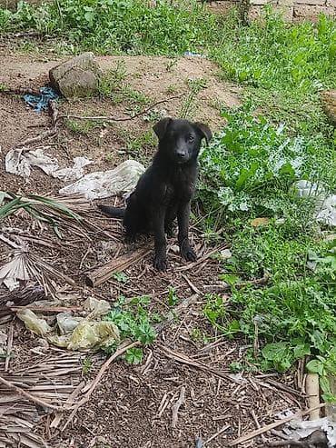 qaz heyvan: 6 ay — 6