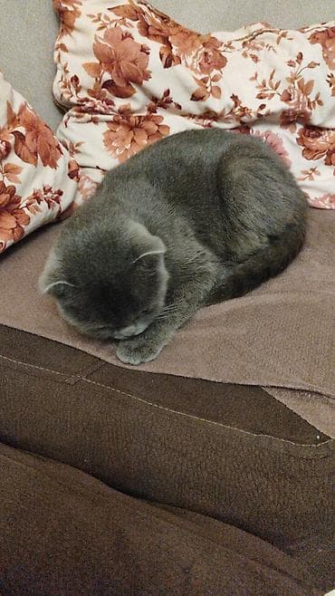 Digər heyvanlar: Britan — 4