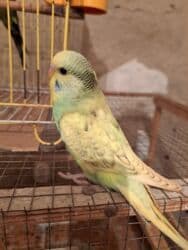 hələb kecilərin qiyməti: Çex balalar satilir Ümumi 4 ədəd var. Ədədi 30 azn. Yeni yeme — 1