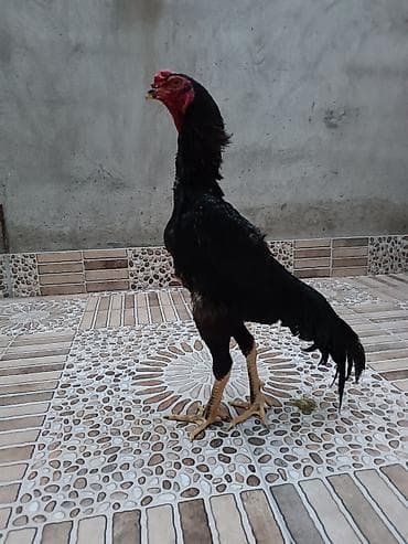 doberman satisi: Oh Shamo xoruz satilir 10 aylidi — 1
