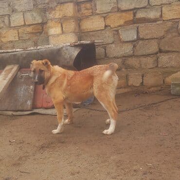 Digər heyvanlar: Qurdbasar — 5