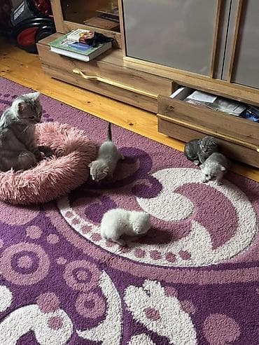 1 azn pişik: Britan, Yaxşı əllərə — 1