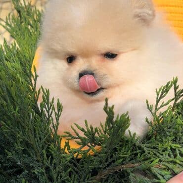 canavar balasi satilir: Şpitz — 7