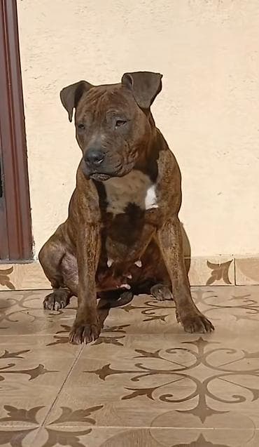 itlər balaca: Pitbul, 2 il, Dişi, Peyvəndli, Ödənişli çatdırılma — 1