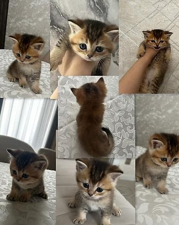 heyvan pişik: Şotland — 1