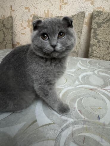 qold pişik: Şotland, Dişi, Yaxşı əllərə — 10