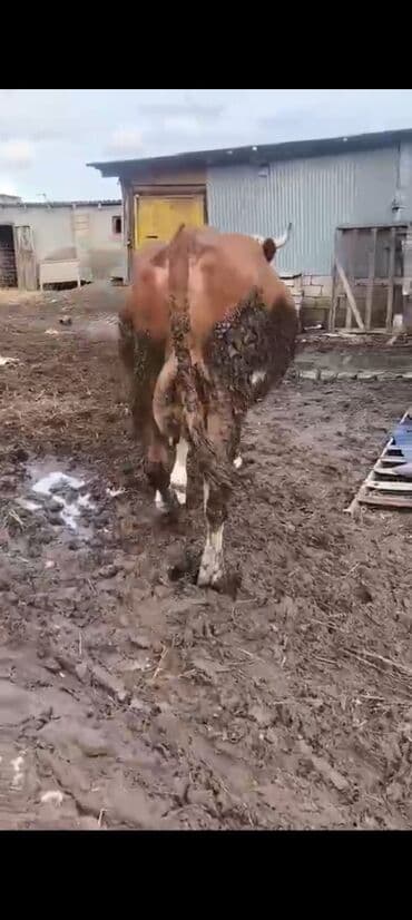 inek adlari azerbaycan: 2-ci balasidi erkek balasi var 25 südü var 6500 azn — 3