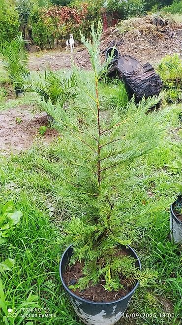 Digər bitkilər: Leylandira agaci sifariş üçün əlaqə saxlaya bilərsiniz vhatsap — 1