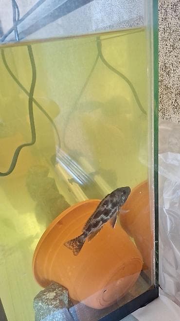 ev heyvanları it: Cixlid balığı, Yırtıcı, Pulsuz çatdırılma — 5