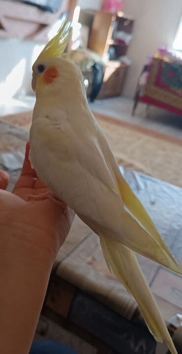 sağlam həyat sağlamlıq mərkəzi: Tam saxlam quş du dişi erkek di erkək oğuyur 1yaş yarım dı qəfəs lə — 1