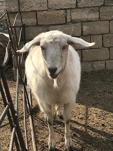 Cavan dişi keçi - Cins: Yerli ağ rəngli, - Yaş: Cavan (aktiv və