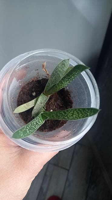 ev gülleri ve adlari: Otaq bitkiləri seti – müxtəlif nadir sortların şlam və balaca — 2