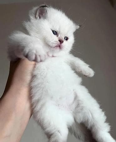 dovşan balası: Şotland yastı qulaq — 2