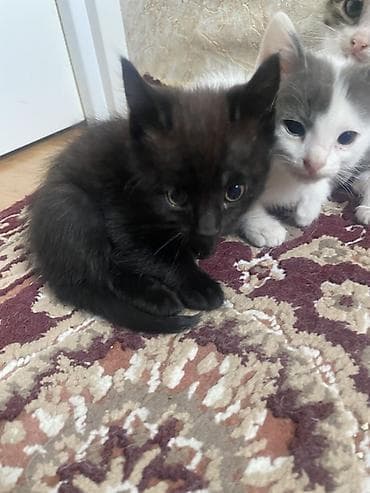 Yaxşı əllərə, Ünvandan götürmə