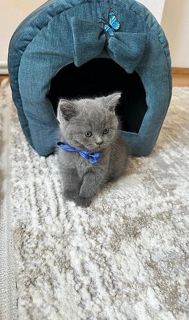 pişik pişik: Şotland — 5