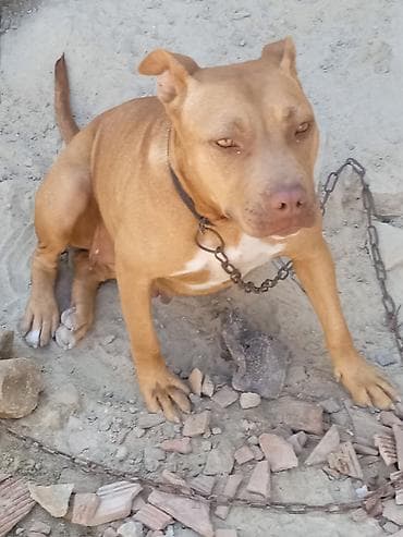 Pitbul, Erkek lalafo.az -da Pitbul, Erkek