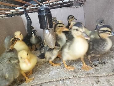 lal ördek balasi: Pekin qışqıran qarışıq ördək balaları.biri 2.50. hamsini goturene — 4