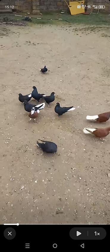 Heyvanlar üçün mallar: Gördüyünüz ağ quyruglar satılır 10 ədədi 110 manat real alıcıya cüzi — 3