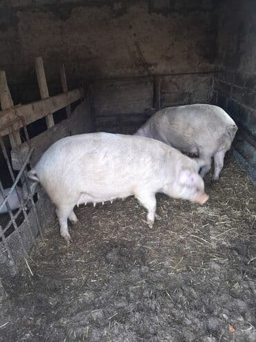 кошки в хорошие руки: 2 ana 9bala real alici narahat elesin — 2