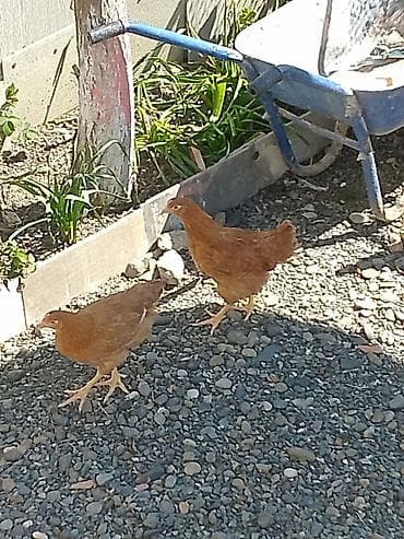 kənd toyuq: Toyuq, Yumurtalıq — 3