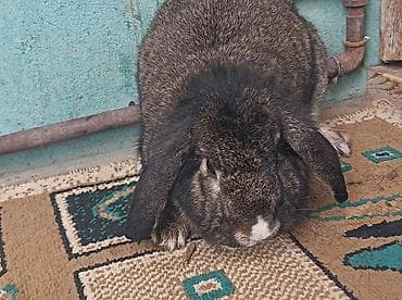 bala dana: Ev dovşanı – lop qulaq (aşağı sallanan qulaqlar) - Cins: Lop qulaq — 4