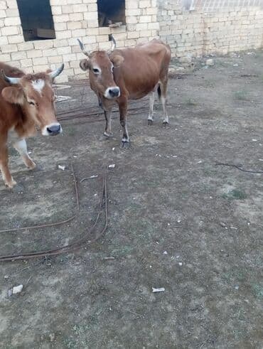 erkek dana satilir: Самка, Simental, лет: 3, 300 кг, Для разведения, Для молока, Для мяса — 2