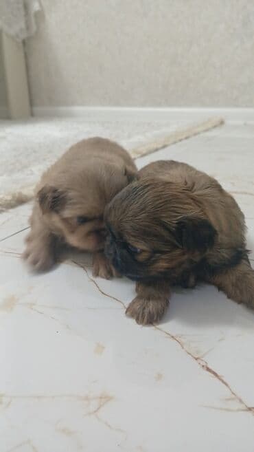 Gəmiricilər: Pekines, 1 ay — 3