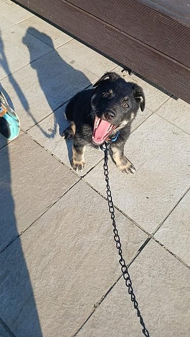 Аквариумы: 2ay 7 gunluk disi baladir.Temiz qandir. Nemes afçarkasidir.Bit dermani — 1