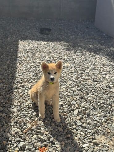 sir balasi satilir: Akita-inu, 3 ay, Dişi — 2