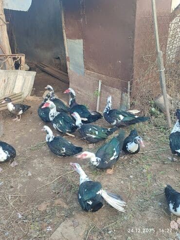 Eşşəklər: Dişi, | Lal ördək, Ətlik — 6