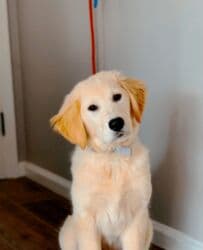 kafkaz coban iti: Labrador-retriver, 7 ay, Dişi, Peyvəndli, Ünvandan götürmə — 3